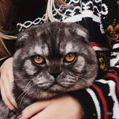 Подробнее об объявлении «Пропал кот рядом с посёлком красный Новосибирск» Фото: пропала кошка Британская длинношерстная «Пропал кот рядом с посёлком красный Новосибирск» в г. Новосибирск
