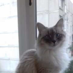 Подробнее об объявлении «Раменское Пропал кот константиновское» Фото: пропала кошка Невская маскарадная «Раменское Пропал кот константиновское» в г. Раменское