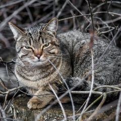Подробнее об объявлении «Пропал кот помогите найти любимого кота Королев» Фото: пропала кошка  «Пропал кот помогите найти любимого кота Королев» в г. Королев