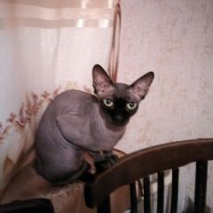 Подробнее об объявлении «Ангарск Пропала кошка» Фото: пропала кошка Канадский сфинкс «Ангарск Пропала кошка» в г. Ангарск
