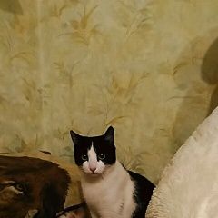 Подробнее об объявлении «Красноярск Пропал кот» Фото: пропала кошка  «Красноярск Пропал кот» в г. Красноярск