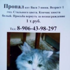 Подробнее об объявлении «Таганрог Пропал кот вася» Фото: пропала кошка  «Таганрог Пропал кот вася» в г. Таганрог