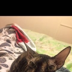 Подробнее об объявлении «Пропала кошка породы корниш-рекс Троицк» Фото: пропала кошка Корниш-рекс «Пропала кошка породы корниш-рекс Троицк» в г. Троицк