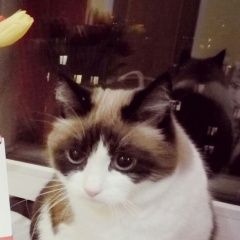 Подробнее об объявлении «Пропала кошка Пушкино» Фото: пропала кошка  «Пропала кошка Пушкино» в г. Пушкино