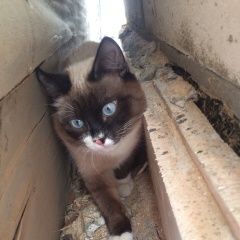 Подробнее об объявлении «Пропал кот Москва» Фото: пропала кошка Тайская «Пропал кот Москва» в г. Москва