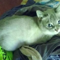 Подробнее об объявлении «Пропала кошка Москва» Фото: пропала кошка  «Пропала кошка Москва» в г. Москва