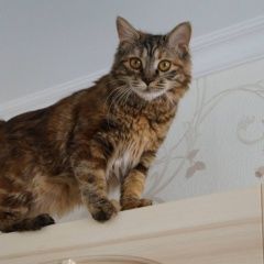 Подробнее об объявлении «Пенза Пропала кошка» Фото: пропала кошка Курильский бобтейл «Пенза Пропала кошка» в г. Пенза