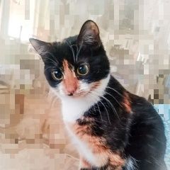 Подробнее об объявлении «Пропала кошка мытищи, Москва» Фото: пропала кошка  «Пропала кошка мытищи, Москва» в г. Москва