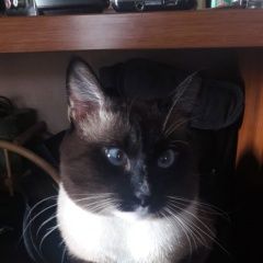 Подробнее об объявлении «Пропал кот Оренбург» Фото: пропала кошка Тайская «Пропал кот Оренбург» в г. Оренбург