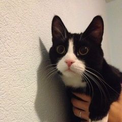 Подробнее об объявлении «Пропал кот Санкт-Петербург» Фото: пропала кошка  «Пропал кот Санкт-Петербург» в г. Санкт-Петербург