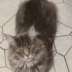 Подробнее об объявлении «Подольск Пропал кот джокер» Фото: пропала кошка Мейн-кун «Подольск Пропал кот джокер» в г. Подольск