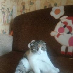 Подробнее об объявлении «Пропала кошка 12.06.2018г. г, Кемерово» Фото: пропала кошка Шотландская вислоухая «Пропала кошка 12.06.2018г. г, Кемерово» в г. Кемерово