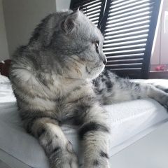 Подробнее об объявлении «Пропал кот 9 июня Сочи» Фото: пропала кошка Шотландская вислоухая «Пропал кот 9 июня Сочи» в г. Сочи