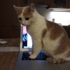 Подробнее об объявлении «Пропала кошка Долгопрудный» Фото: пропала кошка  «Пропала кошка Долгопрудный» в г. Долгопрудный