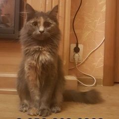 Подробнее об объявлении «Липецк Пропала кошка» Фото: пропала кошка  «Липецк Пропала кошка» в г. Липецк