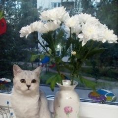 Подробнее об объявлении «Пропала кошка Санкт-Петербург» Фото: пропала кошка  «Пропала кошка Санкт-Петербург» в г. Санкт-Петербург