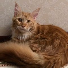 Подробнее об объявлении «Пропала кошка Голицыно (Московская обл.)» Фото: пропала кошка Мейн-кун «Пропала кошка Голицыно (Московская обл.)» в г. Голицыно (Московская обл.)