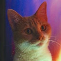 Подробнее об объявлении «Петрозаводск Пропала кошка» Фото: пропала кошка  «Петрозаводск Пропала кошка» в г. Петрозаводск