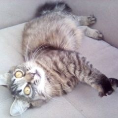 Подробнее об объявлении «Бердск Пропала кошка» Фото: пропала кошка  «Бердск Пропала кошка» в г. Бердск