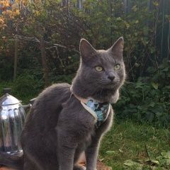 Подробнее об объявлении «Подольск Пропал кот» Фото: пропала кошка Русская голубая «Подольск Пропал кот» в г. Подольск