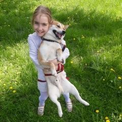 Подробнее об объявлении «Пропал кот Коктебель» Фото: пропала кошка  «Пропал кот Коктебель» в г. Коктебель