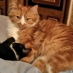 Подробнее об объявлении «Пропала кошка Москва» Фото: пропала кошка  «Пропала кошка Москва» в г. Москва