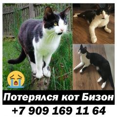 Подробнее об объявлении «Пропал кот бизон Красногорск» Фото: пропала кошка  «Пропал кот бизон Красногорск» в г. Красногорск