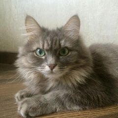 Подробнее об объявлении «Пропала кошка важна любая информация Руза» Фото: пропала кошка  «Пропала кошка важна любая информация Руза» в г. Руза