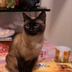 Подробнее об объявлении «Пропала кошка район ростокино Москва» Фото: пропала кошка Сиамская «Пропала кошка район ростокино Москва» в г. Москва