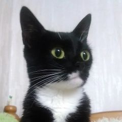 Подробнее об объявлении «Пенза Пропала кошка» Фото: пропала кошка  «Пенза Пропала кошка» в г. Пенза