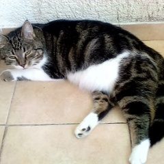 Подробнее об объявлении «Пропала кошка Сочи» Фото: пропала кошка  «Пропала кошка Сочи» в г. Сочи