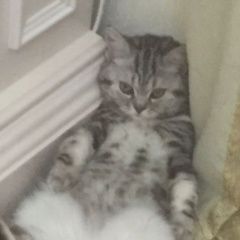 Подробнее об объявлении «Пропала кошка шотландская страйт Сочи» Фото: пропала кошка >  Скоттиш фолд (шотландская вислоухая) и  скоттиш страйт «Пропала кошка шотландская страйт Сочи» в г. Сочи