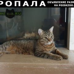 Подробнее об объявлении «Пропал кот Обнинск» Фото: пропала кошка  «Пропал кот Обнинск» в г. Обнинск
