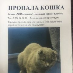 Подробнее об объявлении «Екатеринбург Пропала кошка» Фото: пропала кошка Британская короткошерстная «Екатеринбург Пропала кошка» в г. Екатеринбург