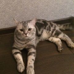 Подробнее об объявлении «Пропал кот Москва» Фото: пропала кошка Британская короткошерстная «Пропал кот Москва» в г. Москва