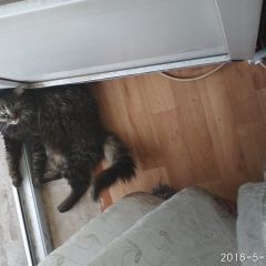 Подробнее об объявлении «Волгоград Пропал кот» Фото: пропала кошка  «Волгоград Пропал кот» в г. Волгоград