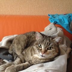 Подробнее об объявлении «Пропала кошка с. корнилово Томск» Фото: пропала кошка  «Пропала кошка с. корнилово Томск» в г. Томск