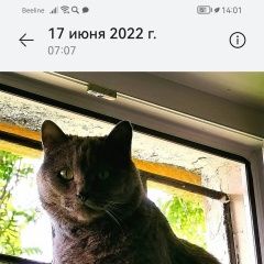 Подробнее об объявлении «Пропал кот Ижевск» Фото: пропала кошка  «Пропал кот Ижевск» в г. Ижевск