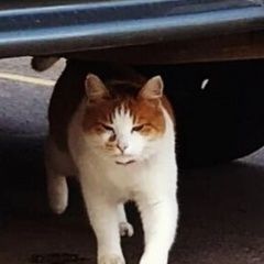 Подробнее об объявлении «Пропала кошка Калининец» Фото: пропала кошка  «Пропала кошка Калининец» в г. Калининец
