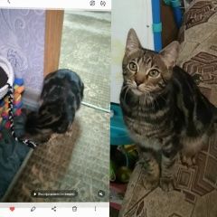 Подробнее об объявлении «Пропал кот Приволжск» Фото: пропала кошка Бенгальская кошка «Пропал кот Приволжск» в г. Приволжск