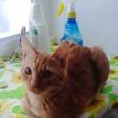 Подробнее об объявлении «Пропал кот рыжий кот Томск» Фото: пропала кошка  «Пропал кот рыжий кот Томск» в г. Томск