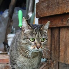 Подробнее об объявлении «Пермь Пропала кошка» Фото: пропала кошка  «Пермь Пропала кошка» в г. Пермь