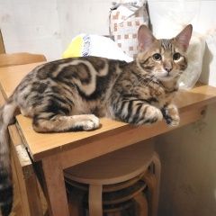 Подробнее об объявлении «Пропал кот бенгальский кот Санкт-Петербург» Фото: пропала кошка Бенгальская «Пропал кот бенгальский кот Санкт-Петербург» в г. Санкт-Петербург