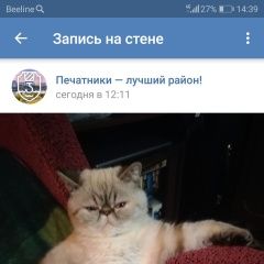 Подробнее об объявлении «Пропала кошка  гурьянова 79. Москва» Фото: пропала кошка Экзотическая короткошерстная «Пропала кошка  гурьянова 79. Москва» в г. Москва