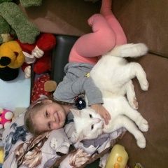 Подробнее об объявлении «Пропала кошка Смоленск» Фото: пропала кошка  «Пропала кошка Смоленск» в г. Смоленск