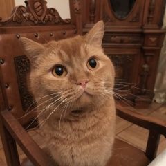 Подробнее об объявлении «Пропал кот Одинцово» Фото: пропала кошка Британская короткошерстная «Пропал кот Одинцово» в г. Одинцово