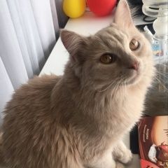 Подробнее об объявлении «Пропала кошка Томск» Фото: пропала кошка  «Пропала кошка Томск» в г. Томск