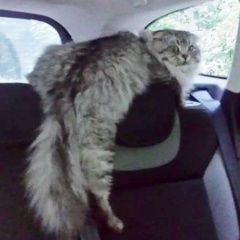 Подробнее об объявлении «Пропал кот Москва» Фото: пропала кошка  «Пропал кот Москва» в г. Москва