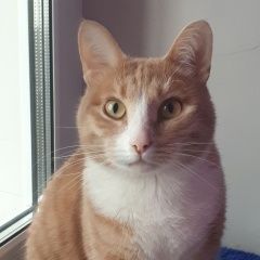 Подробнее об объявлении «Пропал кот в нагатинском затоне Москва» Фото: пропала кошка  «Пропал кот в нагатинском затоне Москва» в г. Москва