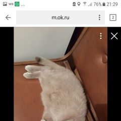 Подробнее об объявлении «Пропала кошка Электросталь» Фото: пропала кошка Британская короткошерстная «Пропала кошка Электросталь» в г. Электросталь